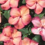 Бальзамин Баланс F1 лососевое пикоти (salmon picotee) /100 семян/ *Hem Genetics*