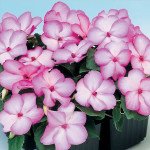 Бальзамін Баланс F1 рожеве пікоті (rose picotee) /100 насінин/ *Hem Genetics*