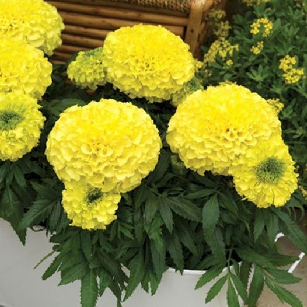 Семена бархатцев Антигуа F1 ванильные /1.000 семян (драже)/ *Syngenta*