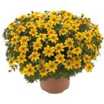 Биденс Ауреа золотистая /5 г/ *Hem Zaden*