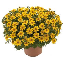 Биденс Ауреа золотистая /5 г/ *Hem Zaden*