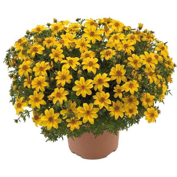 Насіння біденса Ауреа золотиста /5 г/ *Hem Zaden*