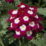 Вербена Обсешн F1 кримсон с глазком (crimson with eye) /100 семян/ *Syngenta*