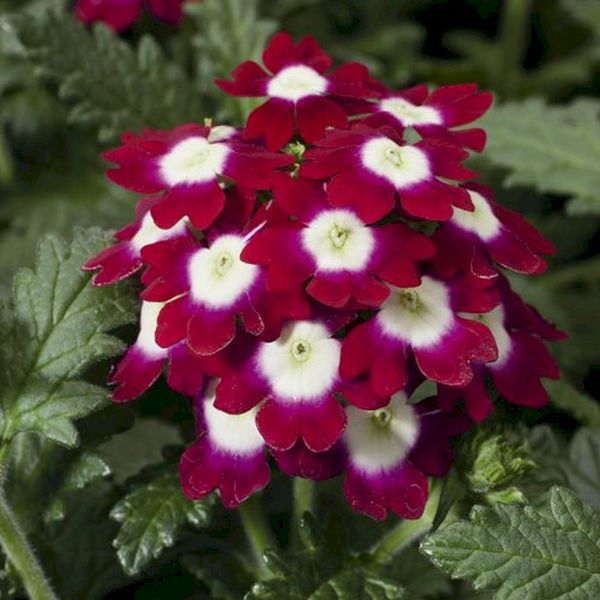 Насіння вербени Обсешн F1 кримсон з вічком (crimson with eye) /100 насінин/ *Syngenta*