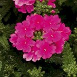 Вербена Обсешн F1 малиновая /100 семян/ *Syngenta*
