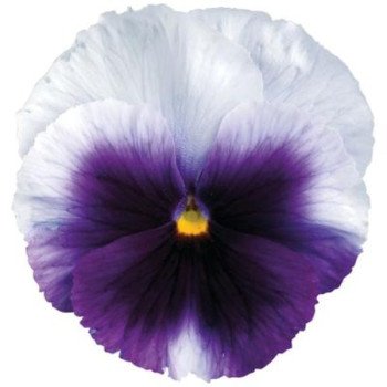 Виола Дельта F1 беаконсфилд (beaconsfield) /100 семян/ *Syngenta*