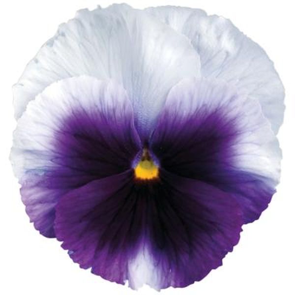 Семена виолы Дельта F1 беаконсфилд (beaconsfield) /100 семян/ *Syngenta*