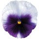 Семена виолы Дельта F1 беаконсфилд (beaconsfield) /100 семян/ *Syngenta*