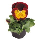 Віола Кетс F1 червоно-золота (red and gold) /100 насінин/ *Benary*