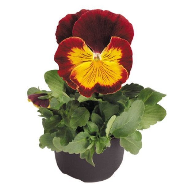 Насіння віоли Кетс F1 червоно-золота (red and gold) /100 насінин/ *Benary*