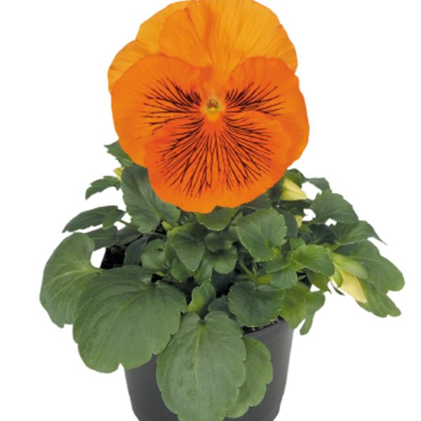 Насіння віоли Кетс F1 помаранчева (orange) /100 насінин/ *Benary*