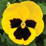 Віола Маммут F1 єлов бі (yellow bee) /100 насінин/ *Syngenta*