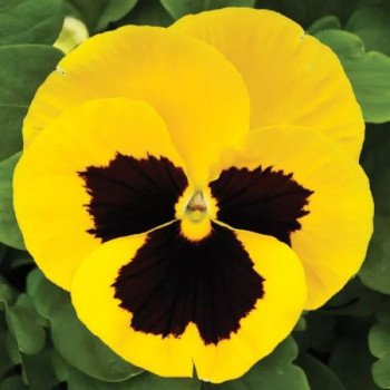 Виола Маммут F1 елов би (yellow bee) /100 семян/ *Syngenta*