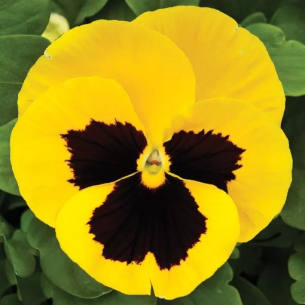 Семена виолы Маммут F1 елов би (yellow bee) /100 семян/ *Syngenta*