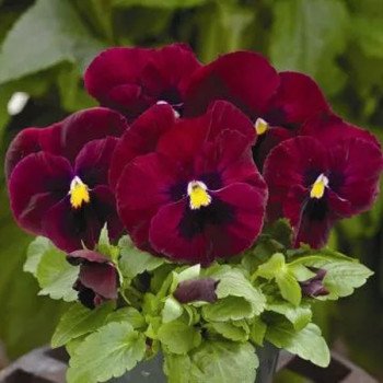 Виола Маммут F1 роки роуз (rocky rose) /100 семян/ *Syngenta*