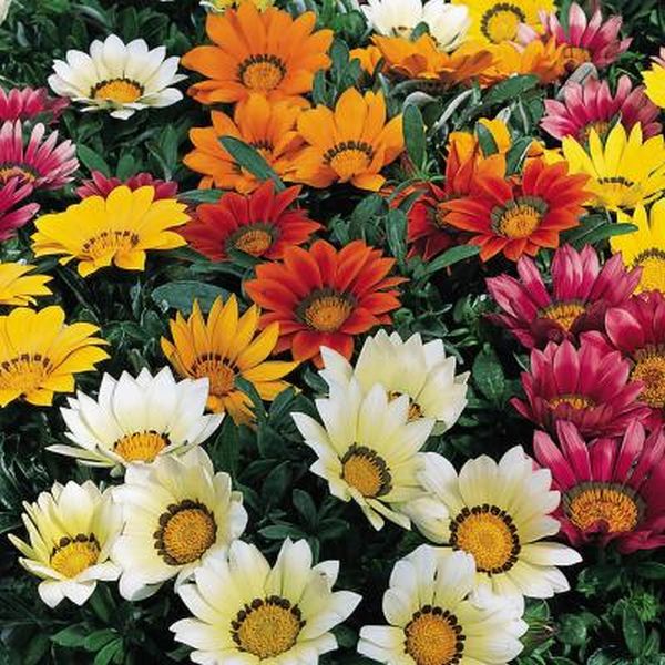 Насіння газанії Кісс F1 суміш (mix) /100 насінин/ *Syngenta*