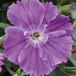 Гвоздика Діана F1 блуберрі (blueberry) /100 насінин/ *Hem Genetics*