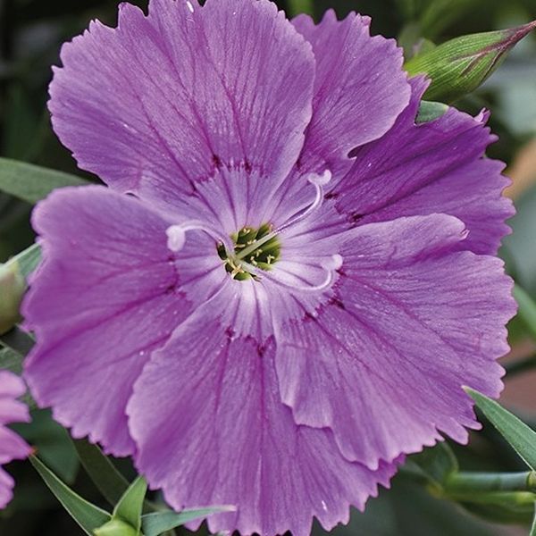 Семена гвоздики Диана F1 блуберри (blueberry) /100 семян/ *Hem Genetics*