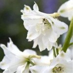 Дельфініум Магічний фонтан білий (pure white) /200 насінин/ *Benary*