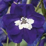 Дельфиниум Магический фонтан темно-синий с белым глазком (dark blue white bee) /200 семян/ *Benary*