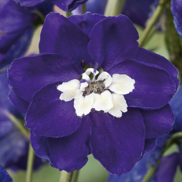 Семена дельфиниума Магический фонтан темно-синий с белым глазком (dark blue white bee) /200 семян/ *Benary*