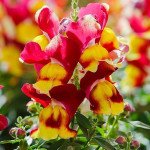 Антиринум Снеппи F1 красно-желтый (red and yellow) /100 семян/ *Hem Genetics*