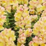 Антірінум Снеппі F1 персиковий (peach) /100 насінин/ *Hem Genetics*