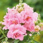 Антиринум Твинни F1 розовый (rose) /100 семян/ *Hem Genetics*