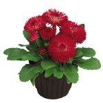 Маргаритка Роглі червона (red) /1.000 насінин (драже)/ *Benary*