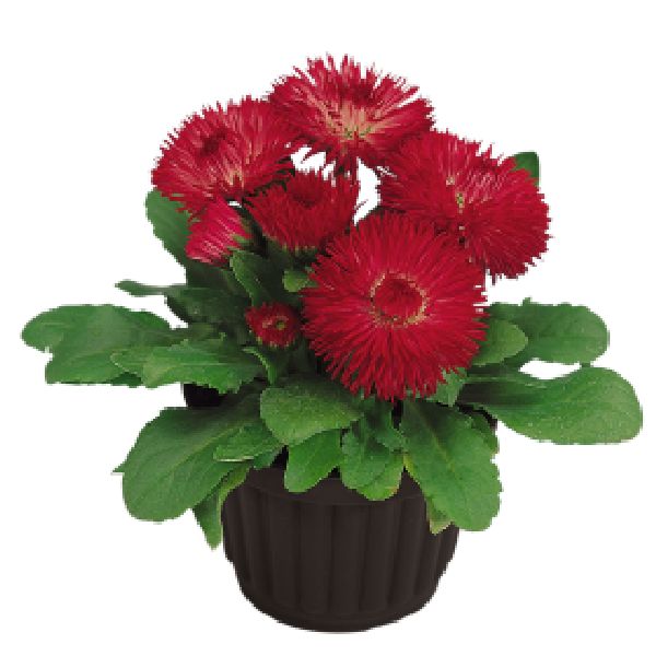 Семена маргаритки Рогли красная (red) /1.000 семян (драже)/ *Benary*