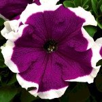 Петуния Фрост F1 вельвет (velvet) /1.000 семян (драже)/ *Syngenta*