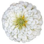 Цинния Гиганты Бенари белая (white) /100 семян/ *Benary*