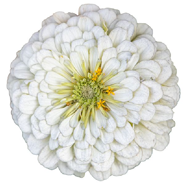 Насіння цинії Гіганти Бенарі біла (white) /100 насінин/ *Benary*