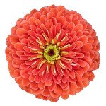 Цинія Гіганти Бенарі лососево-рожева (salmon rose) /100 насінин/ *Benary*