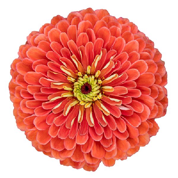 Семена циннии Гиганты Бенари лососево-розовая (salmon rose) /100 семян/ *Benary*