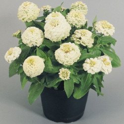Цинния Циннита F1 белая (white) /100 семян/ *Benary*