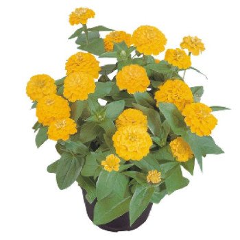 Цинния Циннита F1 желтая (yellow) /100 семян/ *Benary*