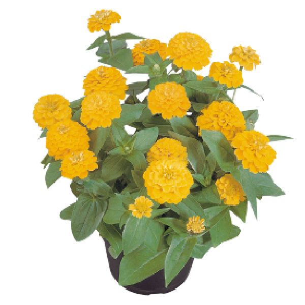 Насіння цинії Цинніта F1 жовта (yellow) /100 насінин/ *Benary*