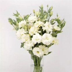 Эустома ABC F1 белая (white) /100 семян (драже)/ *Pan American*
