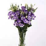 Еустома ABC F1 блу рім (blue rim) /100 насінин (драже)/ *Pan American*