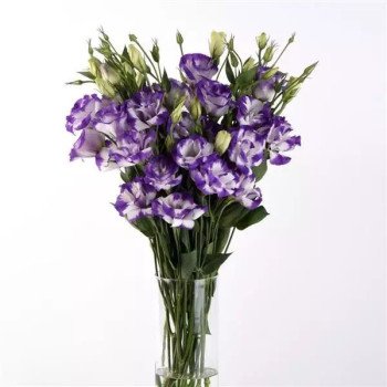 Эустома ABC F1 блу рим (blue rim) /100 семян (драже)/ *Pan American*