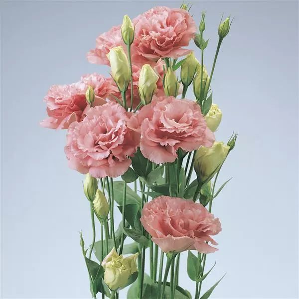 Насіння еустоми ABC F1 діп роуз (deep rose) /100 насінин (драже)/ *Pan American*