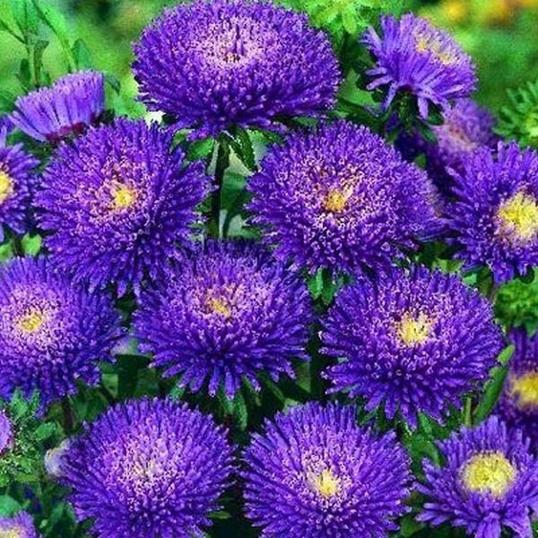 Насіння айстри Арлекін синя (blue) /2 г/ *Satimex*