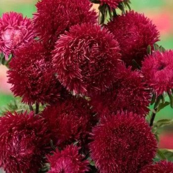 Астра Ювель темно-красная (dark red) /2 г/ *Satimex*