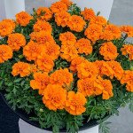 Бархатцы Чика оранжевые (orange) /200 семян/ *Hem Genetics*
