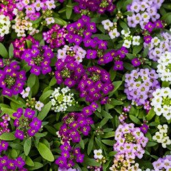 Аліссум Королівський килим суміш (mix) /5 г/ *Hem Zaden*