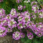 Алиссум Розовый день (Rosie O'Day) /5 г/ *Hem Zaden*