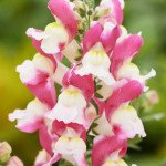 Антірінум Снеппі F1 рожево-білий (rose-white) /100 насінин/ *Hem Genetics*