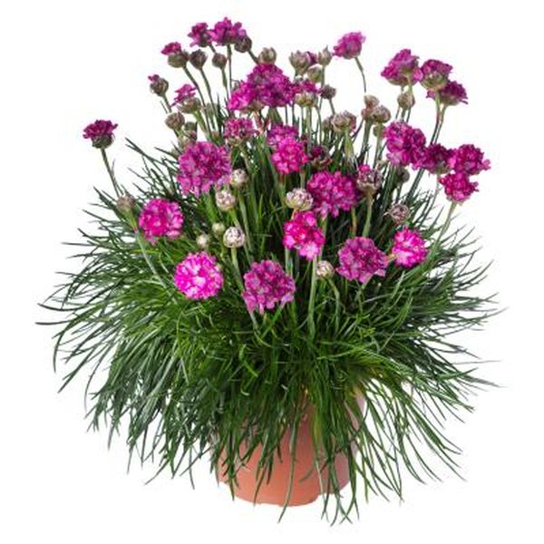 Насіння армерії Армада рожева (rose) /100 насінин/ *Syngenta*