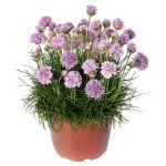 Армерія Армада пінк (pink) /100 насінин/ *Syngenta*